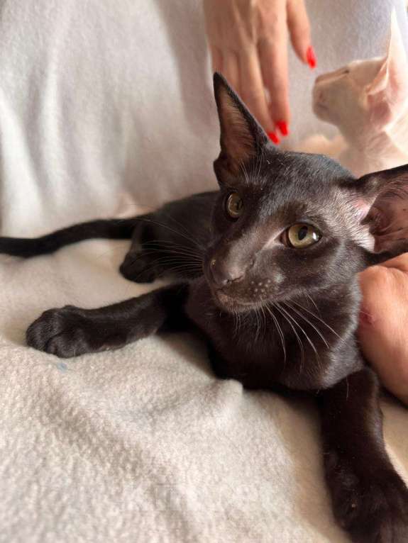 Кошки в других городах Ленинградской области: Ориентальный  красавчик, черная классика Мальчик, 50 000 руб. - фото 4