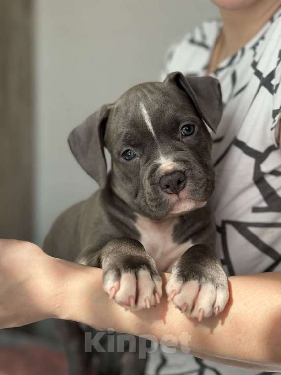 Собаки в Москве: Голубые стаффы Девочка, 45 руб. - фото 1