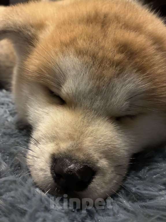 Собаки в Москве: щенок акита ину Девочка, 15 000 руб. - фото 6