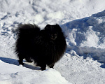 Собаки в Москве: Девочка померанского шпица чёрного окраса Девочка, Бесплатно - фото 2
