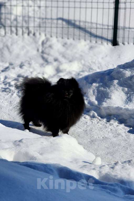 Собаки в Москве: Девочка померанского шпица чёрного окраса Девочка, Бесплатно - фото 2