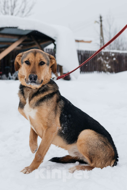 Собаки в Москве: особенный пёсик в поисках семьи Мальчик, Бесплатно - фото 1