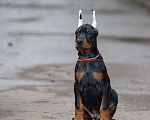 Собаки в Зеленограде: Кобель добермана 2 мес Мальчик, 100 000 руб. - фото 2