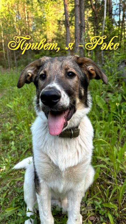 Собаки в Жуке: Щенок Рэкс: верный друг с душой ребенка🐾 Мальчик, Бесплатно - фото 1