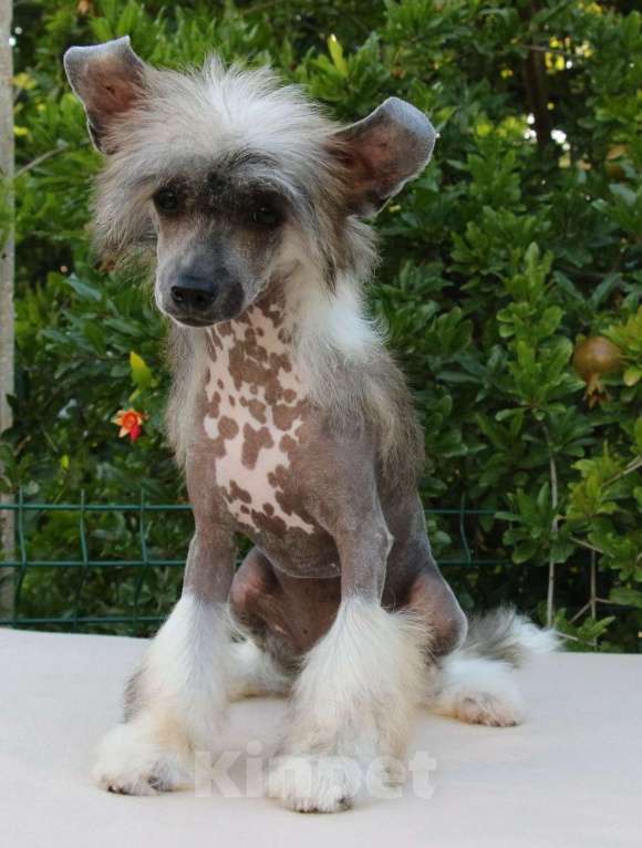 Собаки в Феодосии: Голая девочка китайской хохлатой собачки Девочка, Бесплатно - фото 3