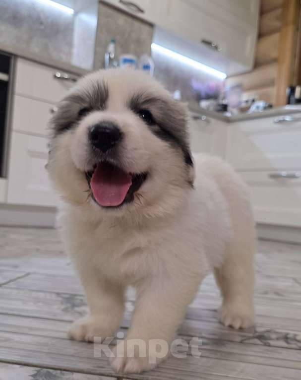 Собаки в Кингисеппе: Щенки Пиренейской горной собаки Разнополые, Бесплатно - фото 5
