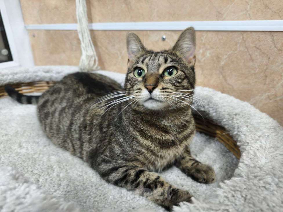 Кошки в Москве: Спокойная кошка в добрые руки Девочка, Бесплатно - фото 3