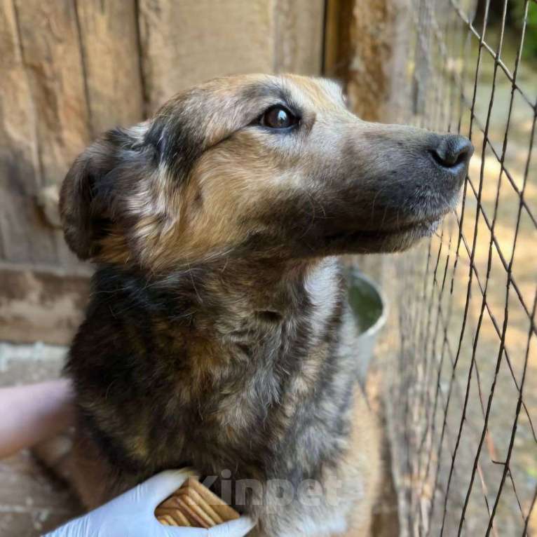 Собаки в Москве: Жорик голодает в приюте 💔 Его кормят всего два-три раза в неделю Мальчик, Бесплатно - фото 4