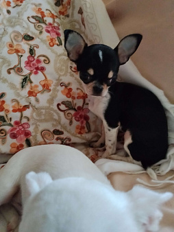 Мини девочка, чихуахуа. 