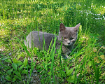 Кошки в Москве: Котенок нолубого цвета Мальчик, Бесплатно - фото 9