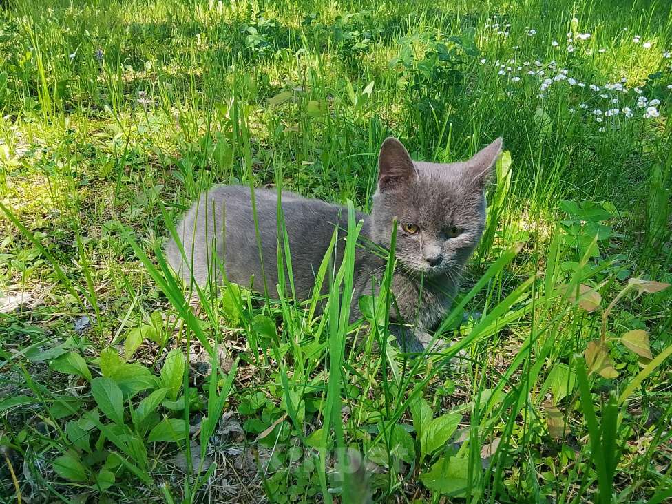 Кошки в Москве: Котенок нолубого цвета Мальчик, Бесплатно - фото 9
