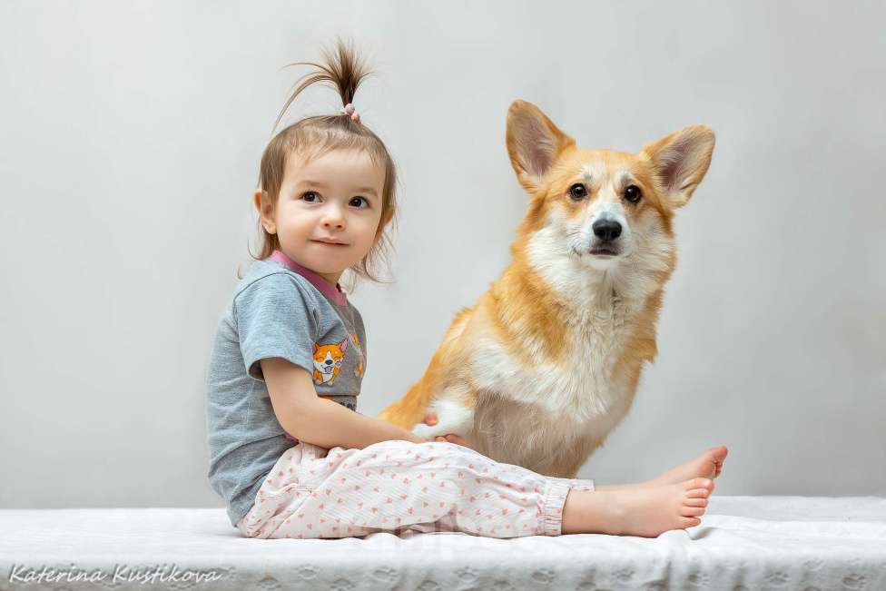 Собаки в Москве: Щенки вельш Корги пемброк Девочка, 60 000 руб. - фото 4