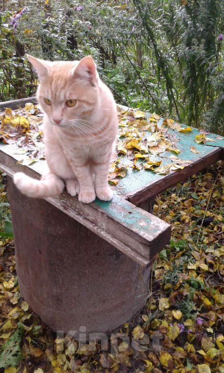 Кошки в Брянске: Кот Мальчик, Бесплатно - фото 8