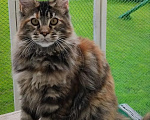 Кошки в Казани: Котенок мейн-кун Девочка, 40 000 руб. - фото 3
