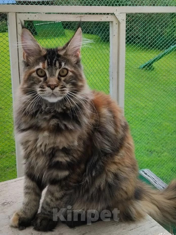 Кошки в Казани: Котенок мейн-кун Девочка, 40 000 руб. - фото 3