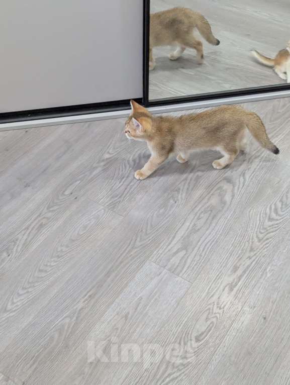 Кошки в Подольске: Продаю Мальчик, 30 000 руб. - фото 4