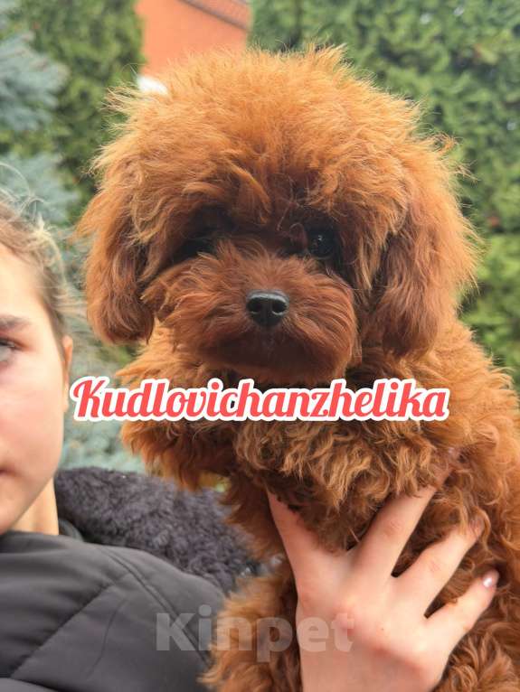 Собаки в Геленджике: Тедди пудель Китай 🇨🇳  Девочка, 350 000 руб. - фото 1