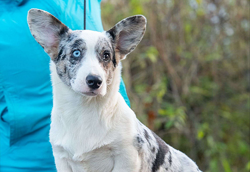 Вельш корги кардиган щенок