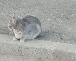 Кошки в Красноярске: Котенок пушистик Мальчик, Бесплатно - фото 2