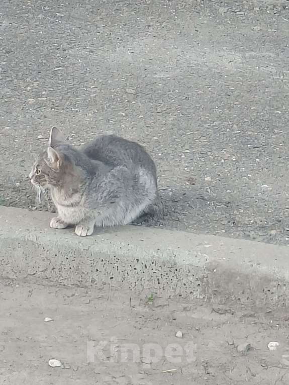 Кошки в Красноярске: Котенок пушистик Мальчик, Бесплатно - фото 2