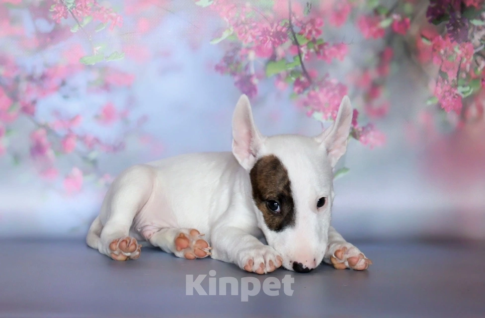 Собаки в Москве: Мальчик миниатюрного бультерьера Мальчик, 140 000 руб. - фото 1