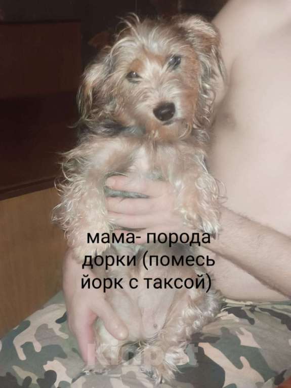 Собаки в других городах Рязанской области: Щенки дорки Мальчик, 3 000 руб. - фото 4