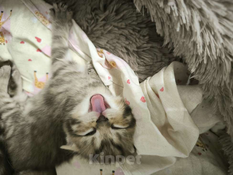 Кошки в Батайске: Котенок шотландский Мальчик, 3 000 руб. - фото 2