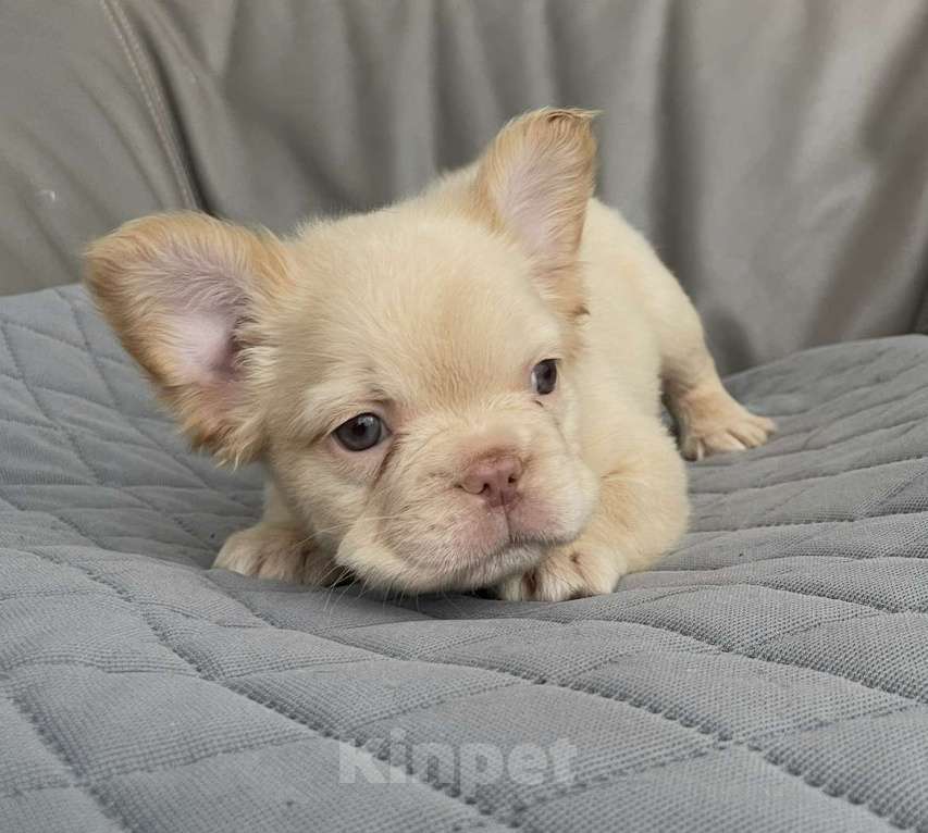 Собаки в Санкт-Петербурге: Мальчик фр. Бульдог флаффи Мальчик, 50 000 руб. - фото 2