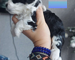 Собаки в Кандалакше: Биверёныш Мальчик, 20 000 руб. - фото 1