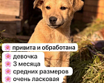 Собаки в Уфе: Щенок-девочка Девочка, Бесплатно - фото 1