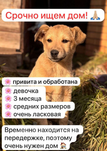 Собаки в Уфе: Щенок-девочка Девочка, Бесплатно - фото 1