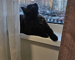 Кошки в Мытищах: Котик в добрые руки Мальчик, Бесплатно - фото 1