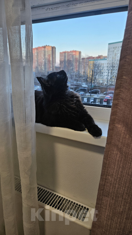 Кошки в Мытищах: Котик в добрые руки Мальчик, Бесплатно - фото 1