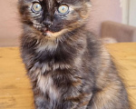 Кошки в Краснодаре: Кошечка черепаховый окрас Девочка, Бесплатно - фото 1
