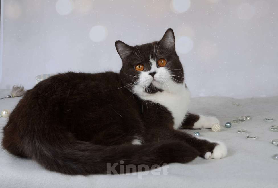 Кошки в Санкт-Петербурге: Британская кошечка с котёнкиной душой - шоколадный биколор Девочка, 6 000 руб. - фото 7