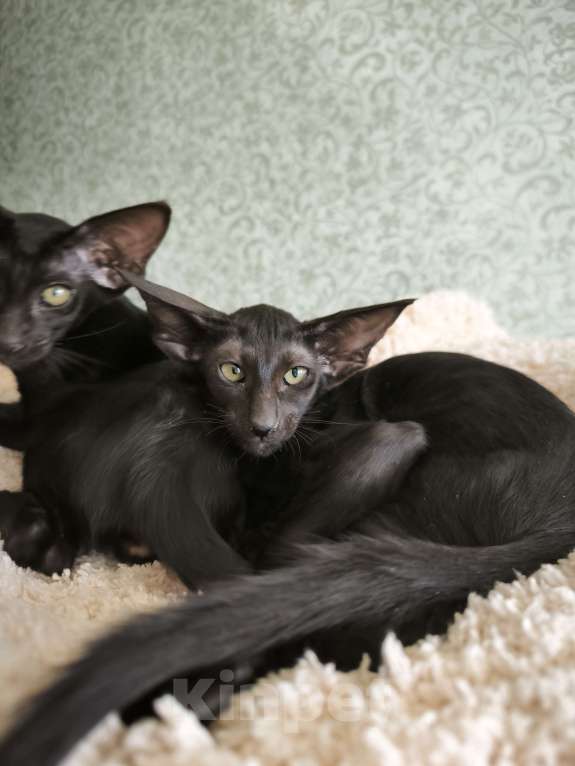 Кошки в Москве: Ориентальные котята в Москве. привитые Девочка, 70 000 руб. - фото 3