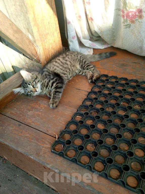 Кошки в Красноярске: Кошечка ищет добрых хозяев Девочка, Бесплатно - фото 4