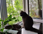 Кошки в Рязани: Кошка Аделаида ищет любящую семью Девочка, Бесплатно - фото 2