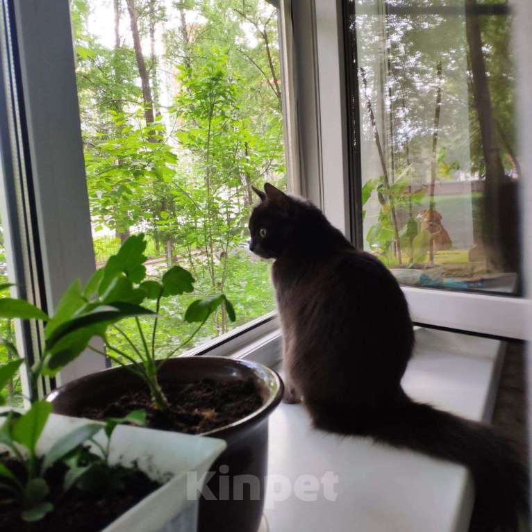 Кошки в Рязани: Кошка Аделаида ищет любящую семью Девочка, Бесплатно - фото 2