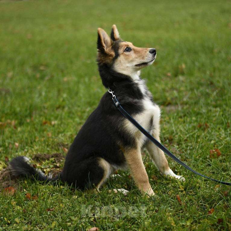 Собаки в Москве: Альфа в поисках дома!  Девочка, Бесплатно - фото 4