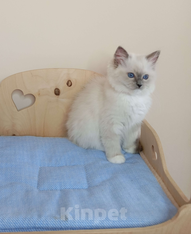 Кошки в Москве: Котëнок Рэгдолл Marusya Девочка, 100 000 руб. - фото 3