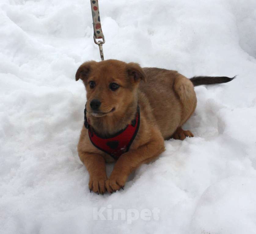 Собаки в Москве: Щенулька  Лисёна ищет свою любимую семью Девочка, Бесплатно - фото 3