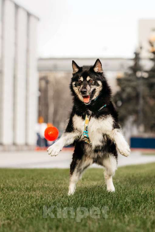 Собаки в Москве: Жизнерадостный Хьюстон ищет дом Мальчик, Бесплатно - фото 4
