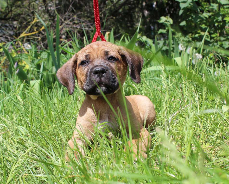 Собаки в Брянске: Предлагаются щенки Кане Корсо Мальчик, 50 000 руб. - фото 5