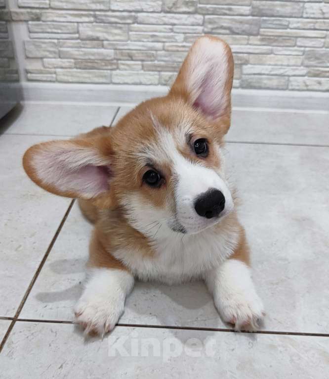 Собаки в Воронеже: Мальчик 2,5 мес Мальчик, Бесплатно - фото 3