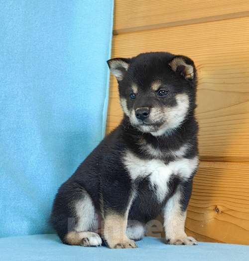 Собаки в Москве: Белые Сиба ину (Шиба ину) - девочка. Девочка, 80 000 руб. - фото 3