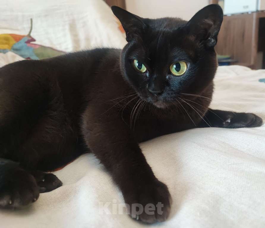 Кошки в Воронеже: Бурма в добрые руки Девочка, Бесплатно - фото 2