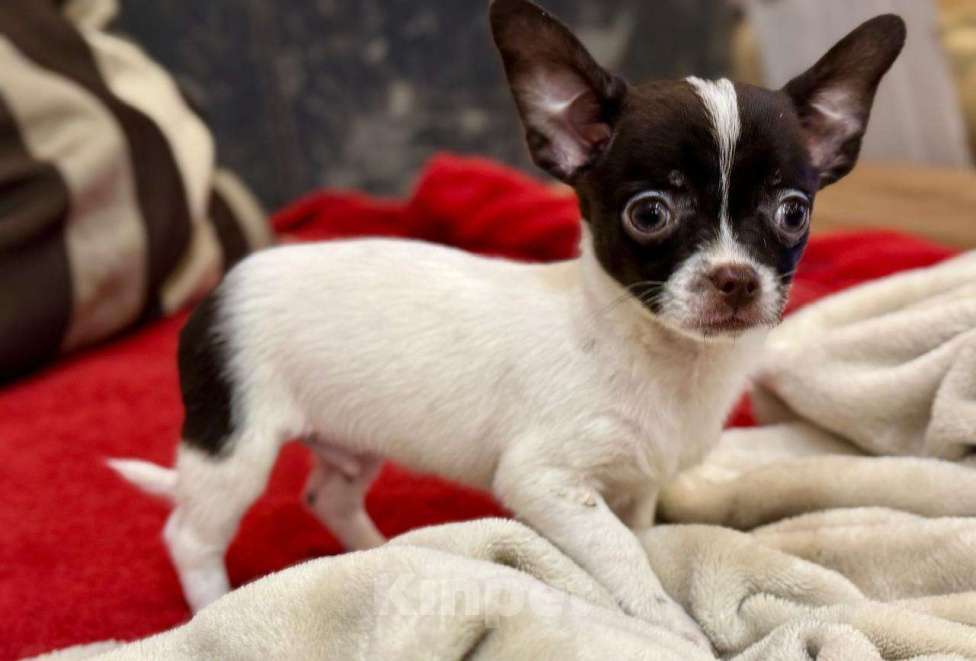 Собаки в Балашихе: Красивый мальчик Мальчик, 20 000 руб. - фото 6