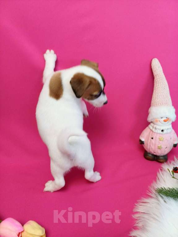 Собаки в Иркутске: Девочки и мальчики Джек Рассел терьер  Девочка, 35 000 руб. - фото 7