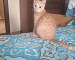 Кошки в Добрянке: Персиковый котик, 50 руб. - фото 1